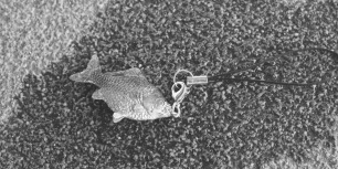 Fish, Bowing
