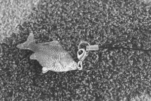 Fish, Bowing